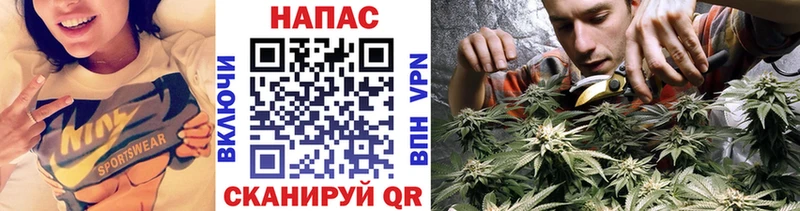 где можно купить Кольчугино Бошки Шишки сатива